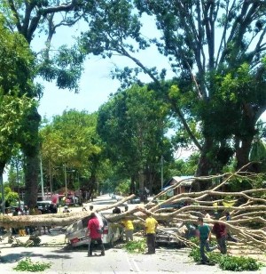 Pokok Tumbang KNerus